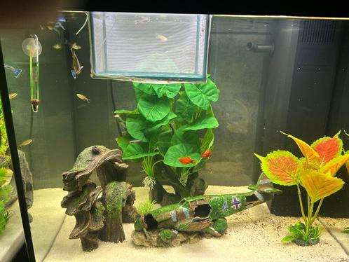 Aquariums met vissen en inhoud, Dieren en Toebehoren, Vissen | Aquariumvissen