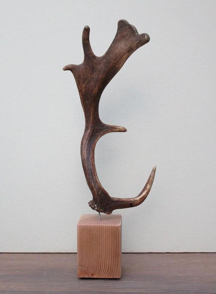 DAMHERT GEWEI op houten sokkel - ref. F, Verzamelen, Dierenverzamelingen, Nieuw, Gewei of Kop, Hert, Ophalen of Verzenden