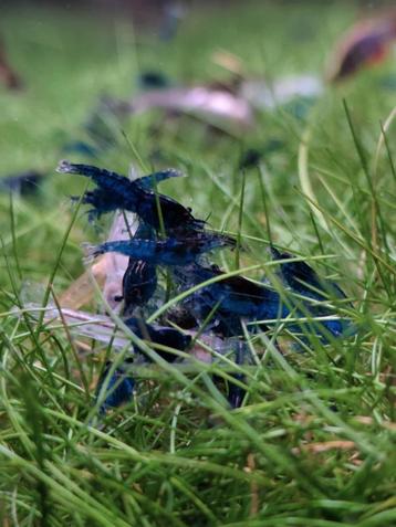 Aquarium blauw garnalen  beschikbaar voor biedingen