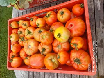 Bio Tomaten, trostomaten, Courgettes gele/groene, Porei  beschikbaar voor biedingen