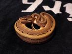 Na kweek pinstripe en champange, Slang, Met terrarium, 0 tot 2 jaar