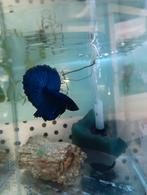 Royal blue halfmoon betta man, Dieren en Toebehoren, Vis