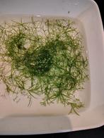 Guppygras, Dieren en Toebehoren