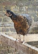 Jeunes poules pondeuses, Dieren en Toebehoren, Pluimvee, Meerdere dieren, Kip