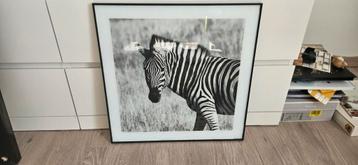 Kunstwerk Zebra in glas 50x50cm beschikbaar voor biedingen