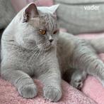 Britse korthaar Dekkater, Dieren en Toebehoren