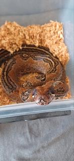 Boa Constrictor Jungle/Mandarin Belly/Leopard/Scarlet/Pastel, Dieren en Toebehoren