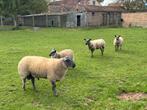 Bleu du Maine, Dieren en Toebehoren