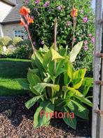 Canna Pretoria, Tuin en Terras, Planten | Tuinplanten, Ophalen
