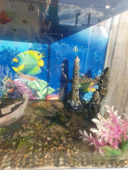 Te koop dringend wegens verhuizing  !!, Dieren en Toebehoren, Vissen | Aquaria en Toebehoren, Gebruikt, Leeg aquarium, Ophalen