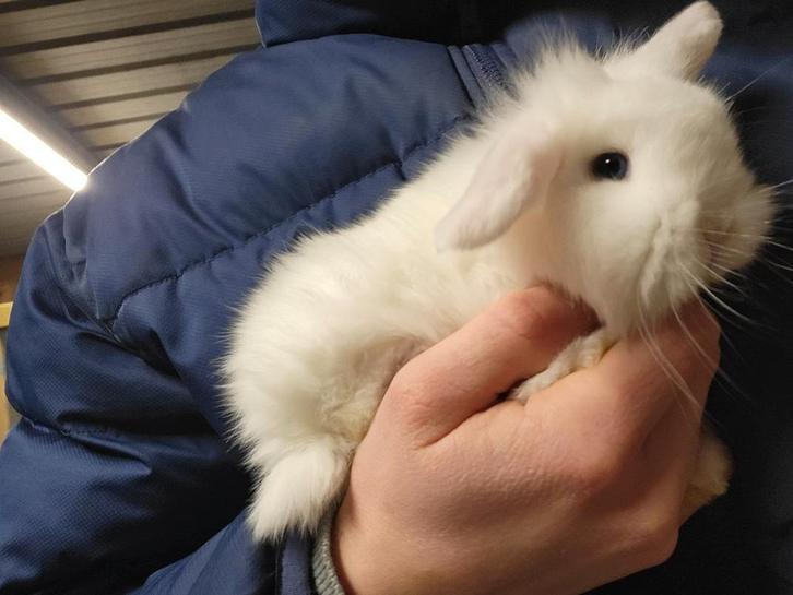 Super tam nederlands dwerg hangoortje voedster BO, Dieren en Toebehoren, Konijnen