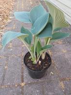 Diverse hosta's, Vaste plant, Halfschaduw, Zomer, Ophalen