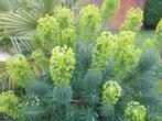 plante : euphorbe, jeune plante (40 cm ou 50 cm) : 9 €/pièce, Halfschaduw, Vaste plant, Siergrassen, Lente