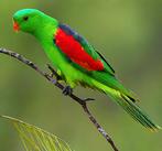 Ik ben op zoek naar vogels om te doneren., Meerdere dieren, Dwergpapegaai of Agapornis, Pratend