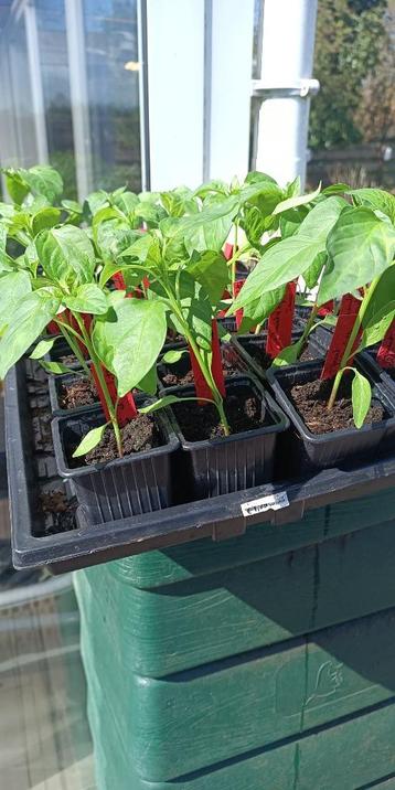 Poivrons Piment d'Espelette (piquants), Été, Enlèvement, Plantes potagères, Plante fixe
