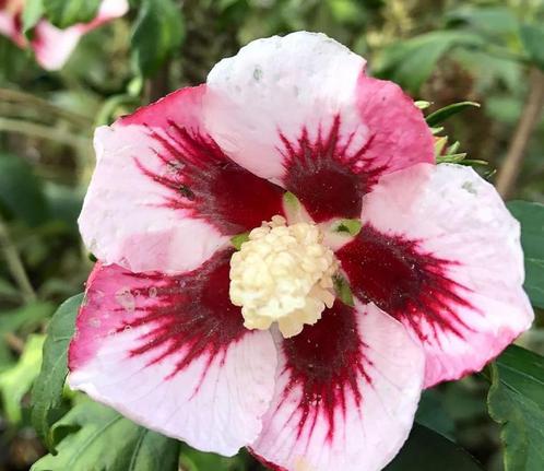 OFFRE CHOC 25€ l'un seulement !! SUPERBES hibiscus hamabo, Jardin & Terrasse, Plantes | Arbustes & Haies, Enlèvement ou Envoi