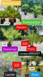 PALMBOMEN EN OLIJFBOMEN UIT VOORRAAD HALEN. GRATIS BEZORGING, Tuin en Terras, Planten | Tuinplanten, Ophalen of Verzenden