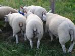 Texel ramlammeren en ooilammeren, Dieren en Toebehoren, Schapen, Geiten en Varkens, Meerdere dieren, Schaap, 0 tot 2 jaar