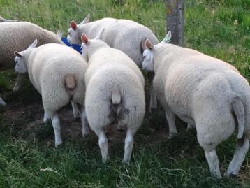 Texel ramlammeren en ooilammeren beschikbaar voor biedingen