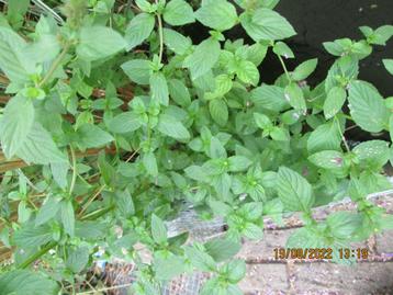 Menthe verte                                       beschikbaar voor biedingen