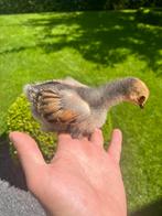 Poussins en porcelaine Brahma, Plusieurs animaux, Poule ou poulet