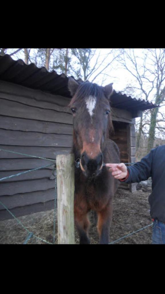 Hout balken en planken., Doe-het-zelf en Bouw, Hout en Planken, Ophalen