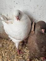Te koop koppels king duiven kingduiven, Dieren en Toebehoren, Vogels | Duiven, Meerdere dieren, Overige soorten