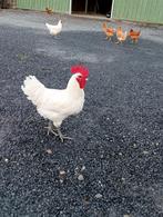 Mooie hanen poule de Bresse, Dieren en Toebehoren, Mannelijk, Kip