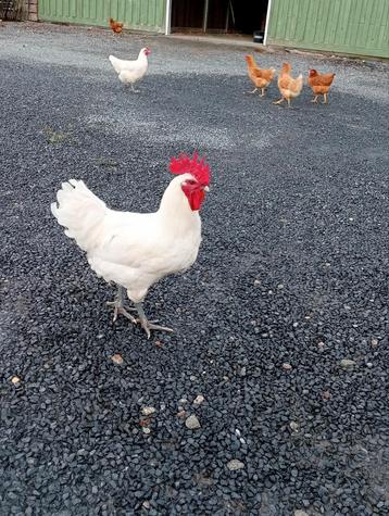 Mooie hanen poule de Bresse beschikbaar voor biedingen