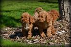Poedel pups abrikoos, Dieren en Toebehoren, Poedel, België, Reu, CDV (hondenziekte)