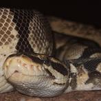 Python regius volwassen vrouw Pastel Enchi, Dieren en Toebehoren, Reptielen en Amfibieën, Slang, 7 tot 10 jaar