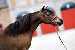 Prachtig amha/amhr/nmprs merrietje, Dieren en Toebehoren, Pony's, Merrie
