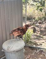 Padua krulveer haan, Dieren en Toebehoren, Pluimvee