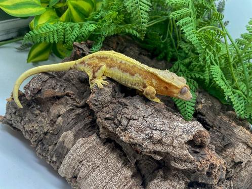 Prachtig geel jong bewezen koppel, Dieren en Toebehoren, Reptielen en Amfibieën