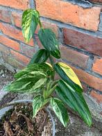 Monstera Standleyana Aurea Variegata Stek, Huis en Inrichting, Kamerplanten, Ophalen of Verzenden