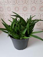 Groene kamerplant 29 cm hoog, Maison & Meubles, Plantes d'intérieur, En pot, Plante verte, Enlèvement, Moins de 100 cm