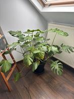 Monstera deliciosa, Huis en Inrichting, Kamerplanten, Ophalen