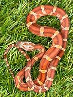 Korenslang 3 maand oud, soort: Diffused (Bloodred), Dieren en Toebehoren, Reptielen en Amfibieën, Slang, Tam, 0 tot 2 jaar