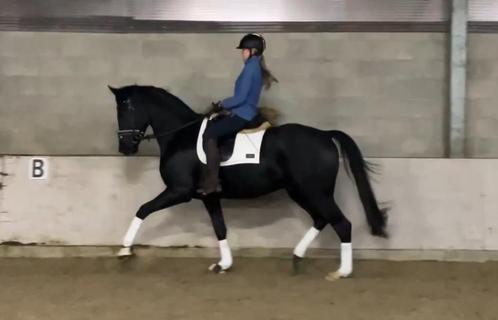 5 jarige dressuur ruin, Dieren en Toebehoren, Paarden, Ruin, Z, 165 tot 170 cm, 3 tot 6 jaar, Dressuurpaard, Met stamboom, Gechipt