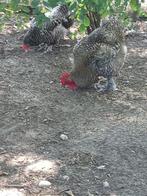 Mechelse Koekoek  (7 hennen  + 2 hanen), Dieren en Toebehoren, Pluimvee, Meerdere dieren, Kip