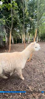 Alpaca hengst, Dieren en Toebehoren, Mannelijk, 3 tot 5 jaar