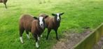 Zwartbles schapen, Dieren en Toebehoren, Mannelijk, Schaap, 0 tot 2 jaar