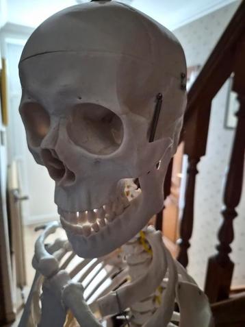Anatomisch skelet 180 cm beschikbaar voor biedingen