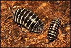 Armadillidium maculatum "zebra" isopods - pissenbedden