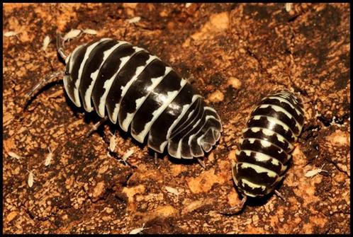Armadillidium maculatum "zebra" isopods - pissenbedden, Animaux & Accessoires, Insectes & Araignées