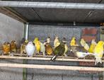 Verschillende kleuren kanaries, Dieren en Toebehoren, Vogels | Kanaries, Meerdere dieren, Kleurkanarie