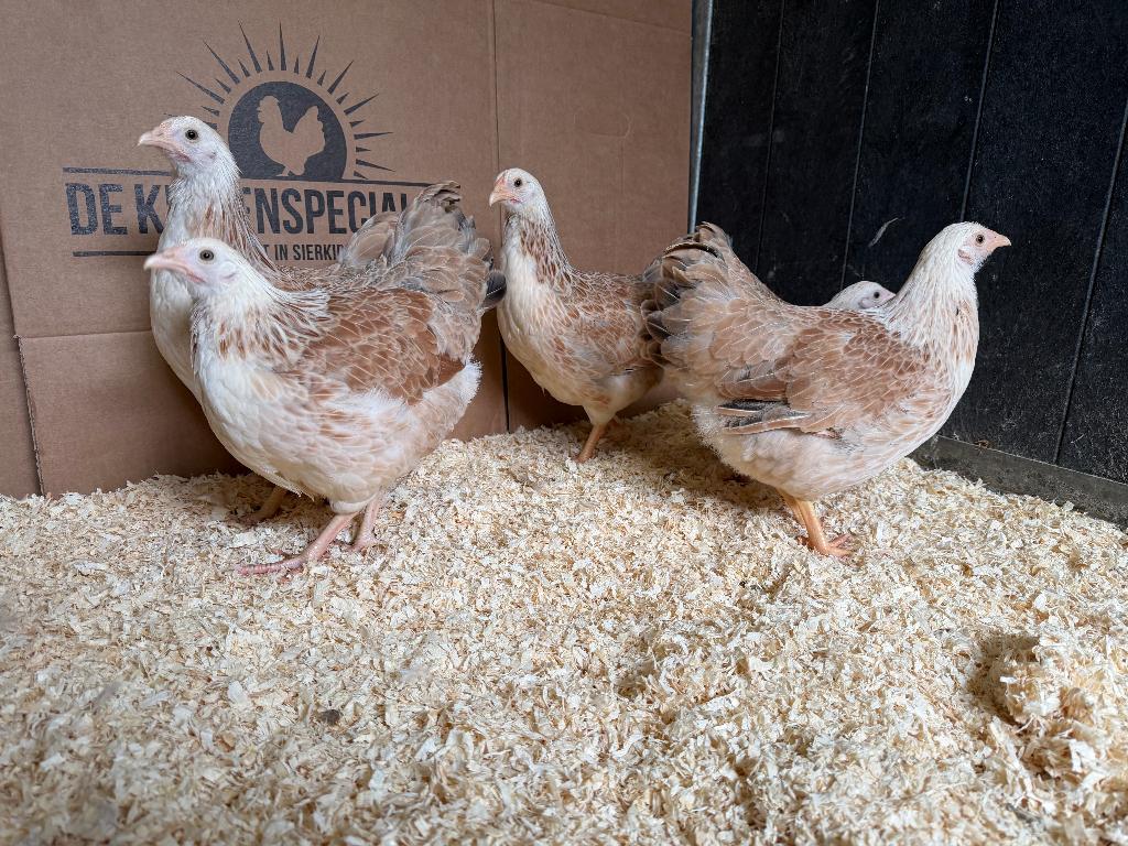 Jonge tamme Wyandotte kriel zalm gesekst en ingeënt, Dieren en Toebehoren, Pluimvee, Kip, Vrouwelijk