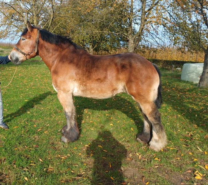 Trekpaard merrie, Dieren en Toebehoren, Paarden, Merrie, Niet van toepassing, 170 tot 175 cm, 3 tot 6 jaar, Met stamboom, Gechipt