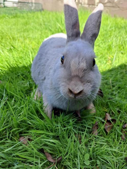 Parelgrijs Van Halle - Volwassen voedster, Dieren en Toebehoren, Konijnen, Klein, Vrouwelijk, 3 tot 5 jaar