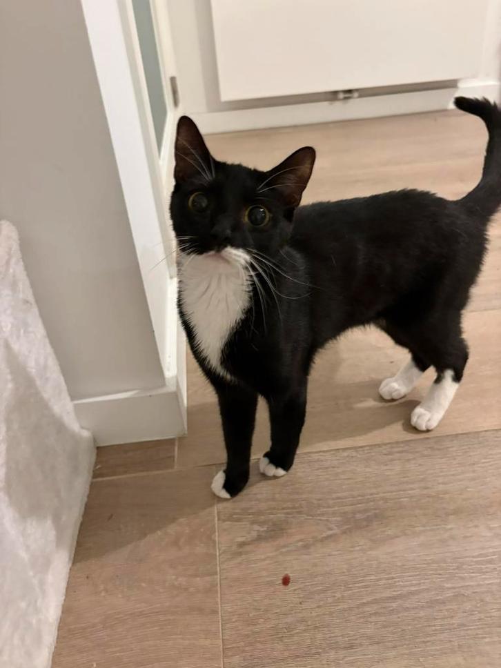 Chat, Dieren en Toebehoren, Katten-accessoires, Ophalen